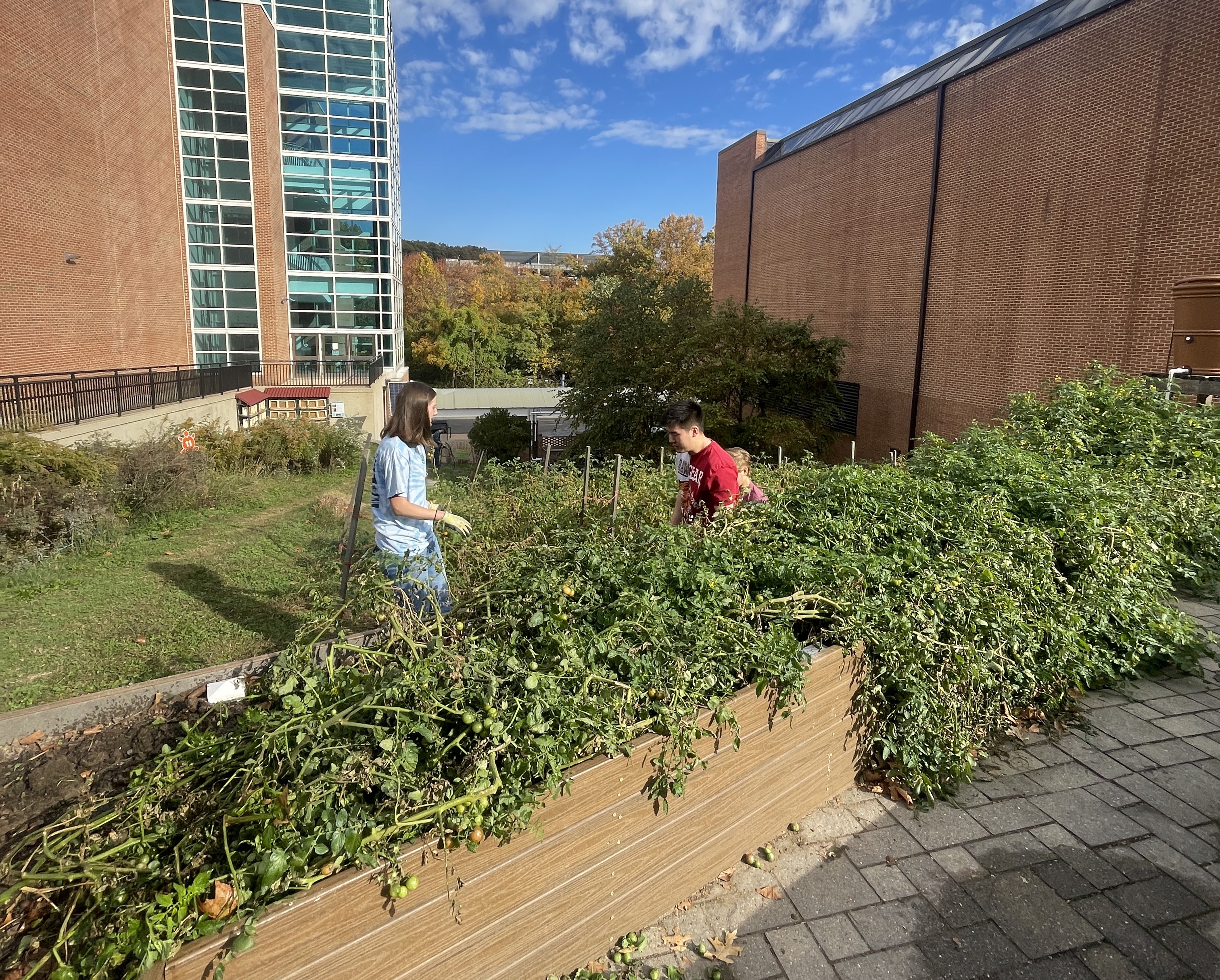 Students volunteering at the Community Learning Garden