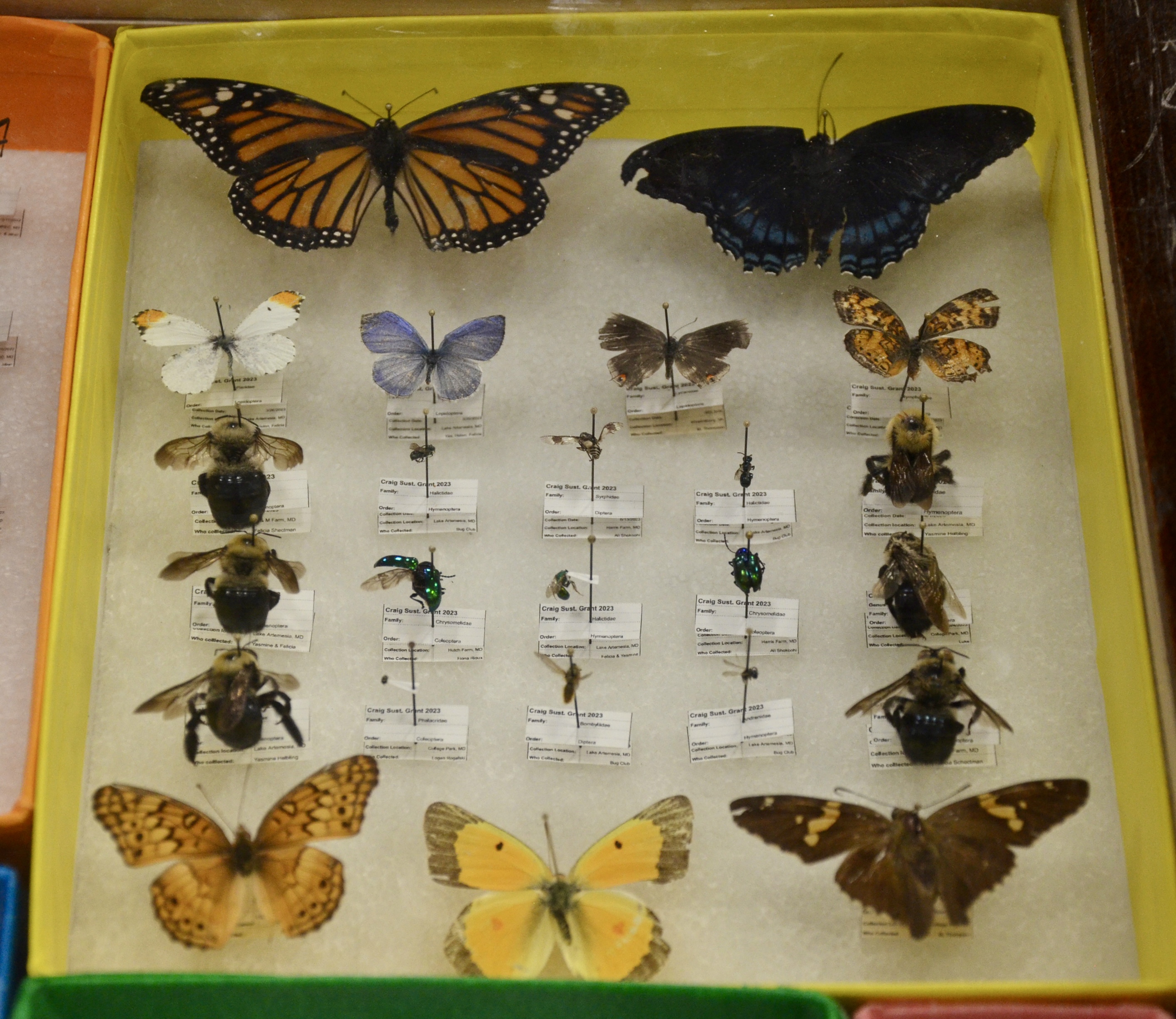 insects featured in display case