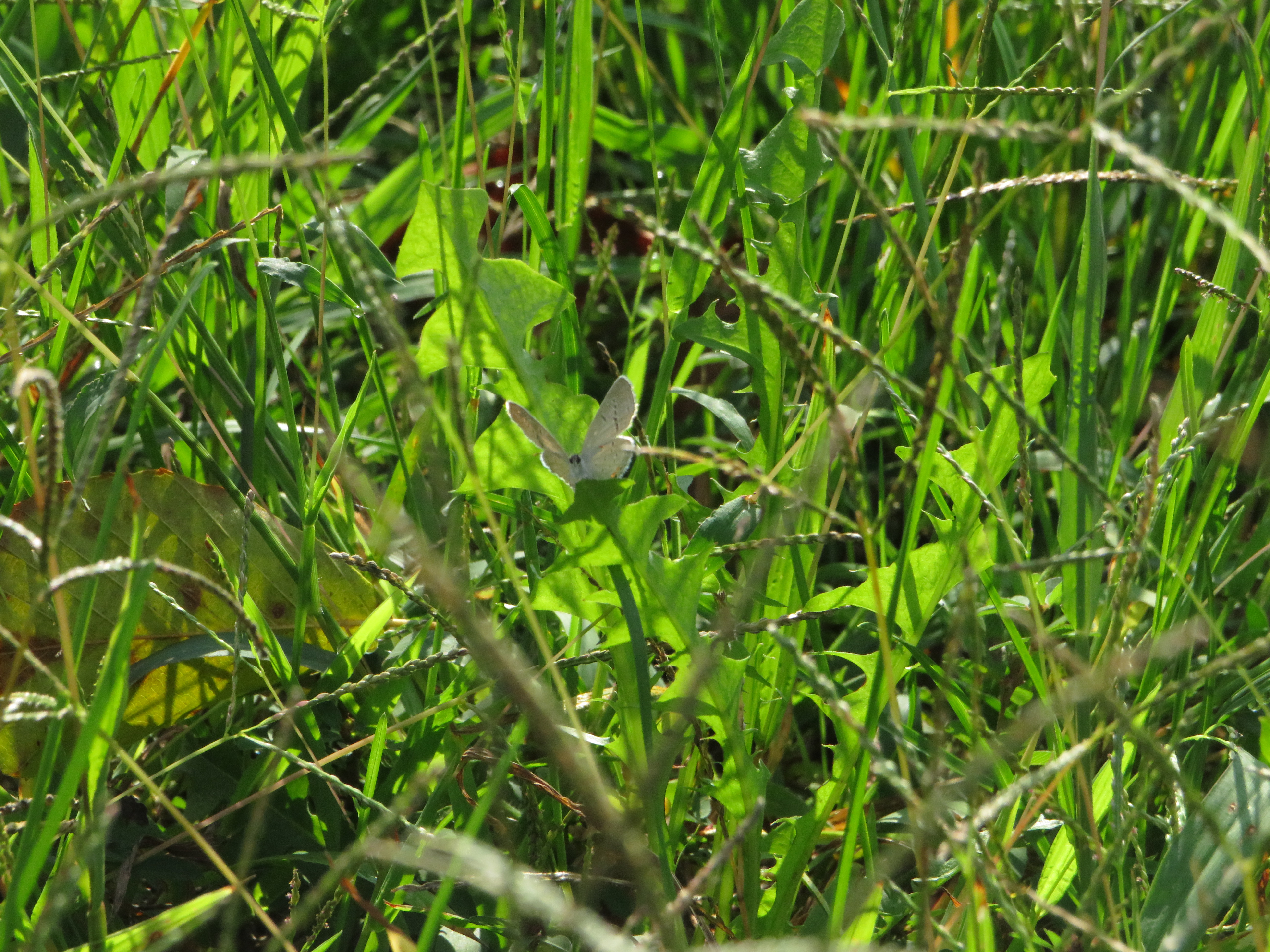 Moth in grass