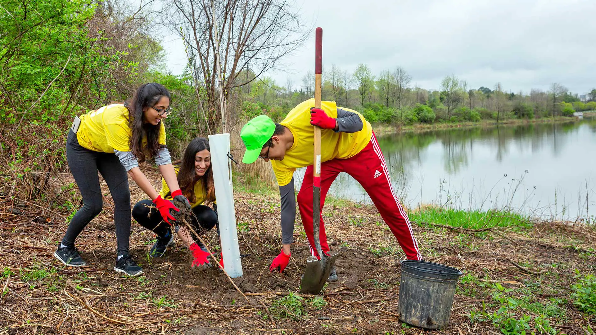 tree planting