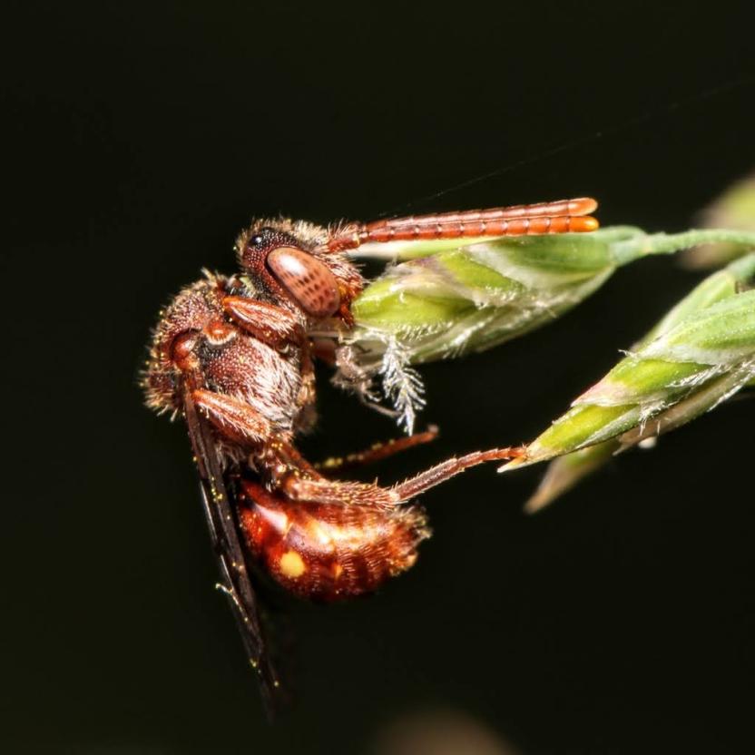 Nomad bees 
