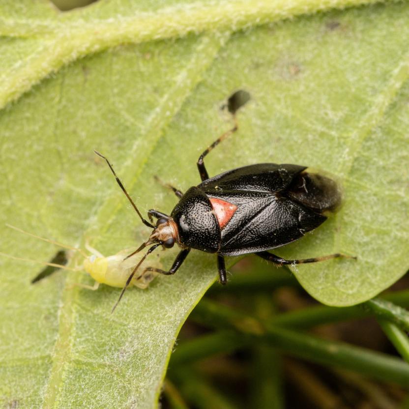 Close up of a Deraeocoris sayi on a plant