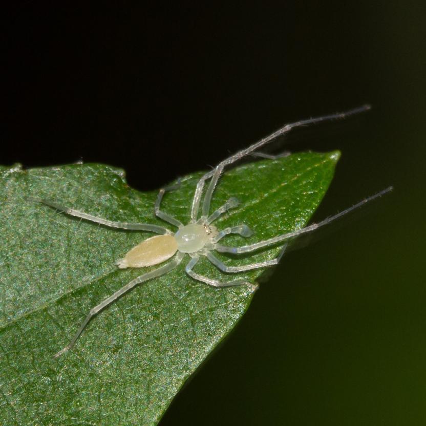 Close up of a near-translucent Ghost Spider