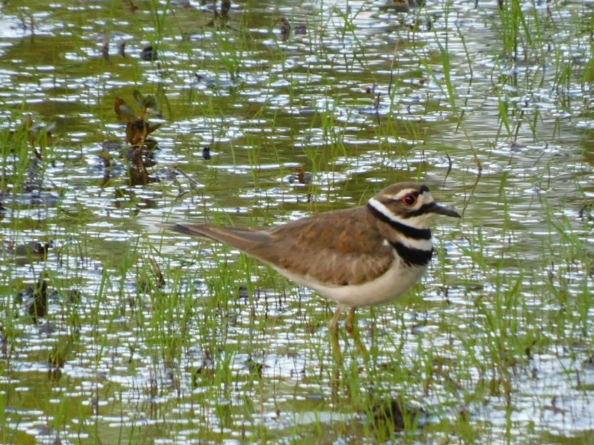 A Killdeer bird on a grassy patch of water