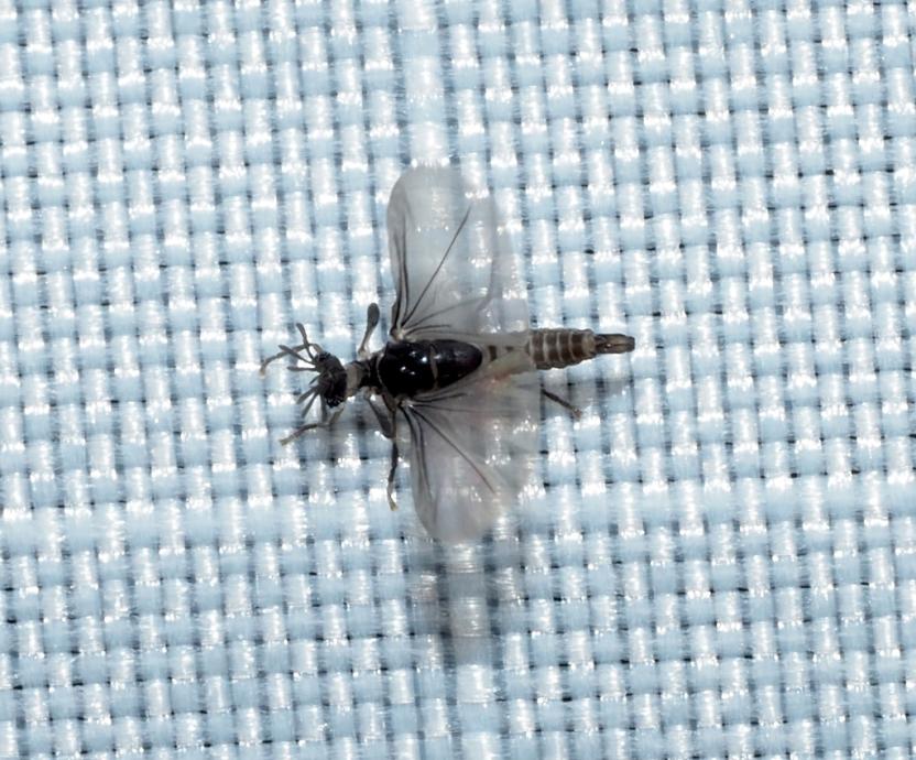 Close up of Strepsiptera