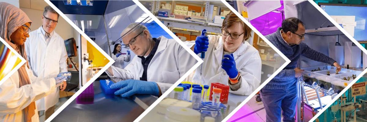 4 images of people in lab coats conducting research at UMD in a collage separated by Fearlessly Forward arrow shapes
