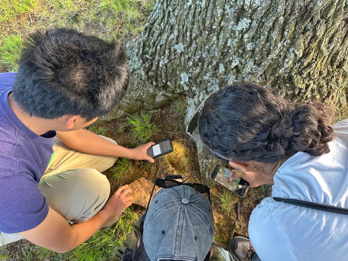 Three people capture photos of something at the base of a tree at BioBlitz