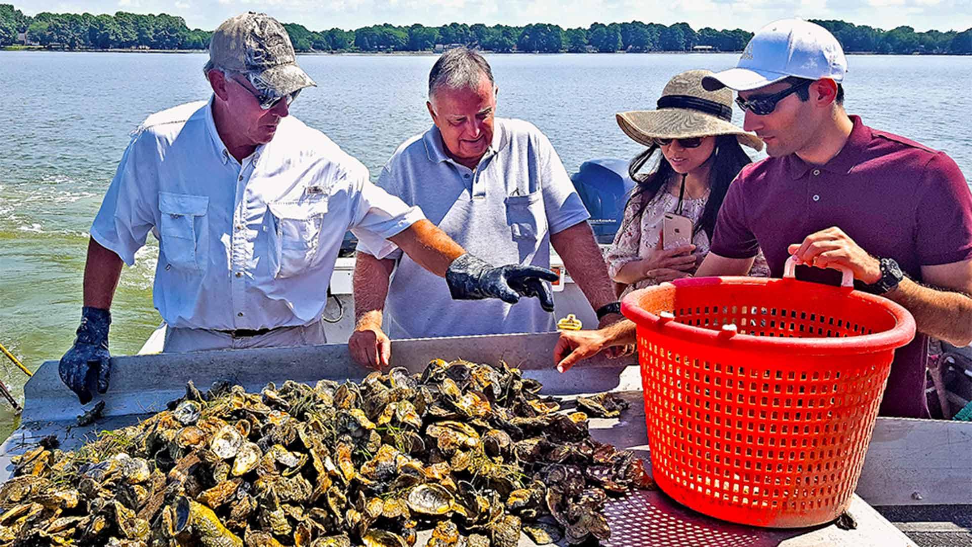 UMD researchers examining shellfish in the field
