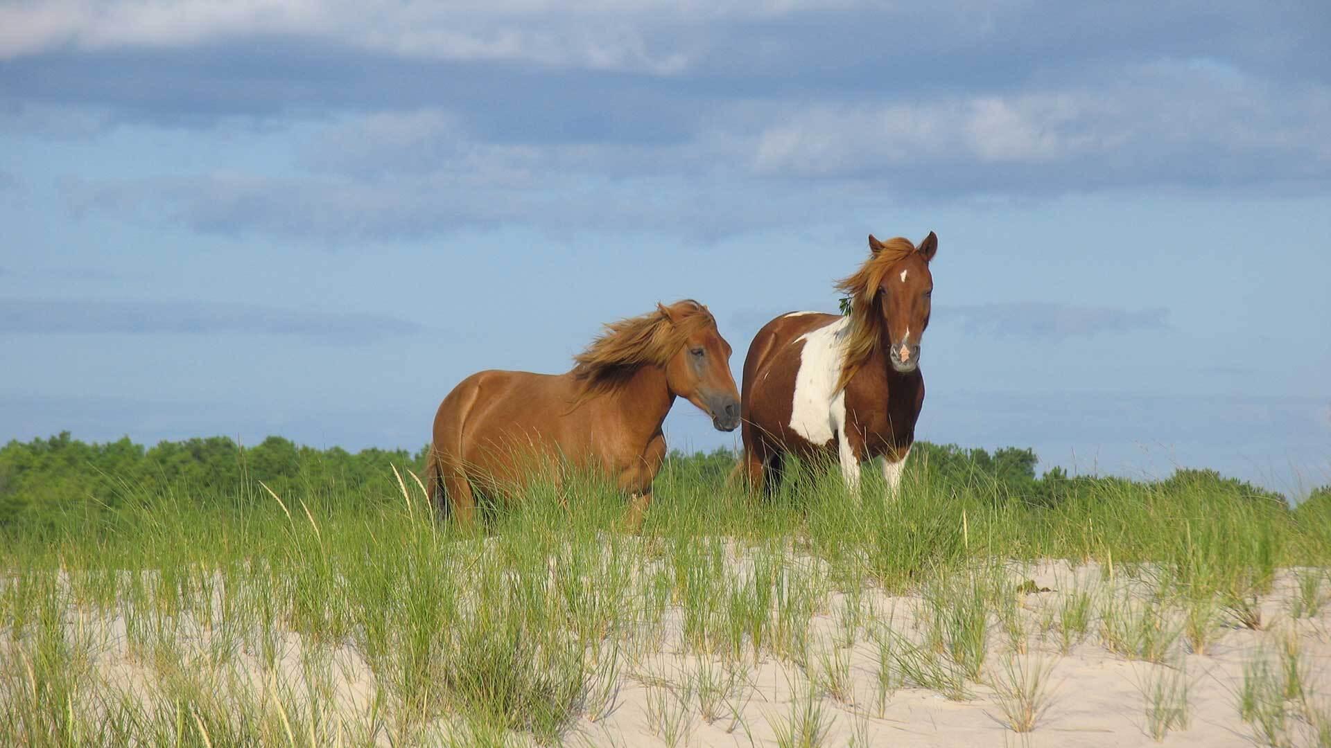 Horses on Assateague Island