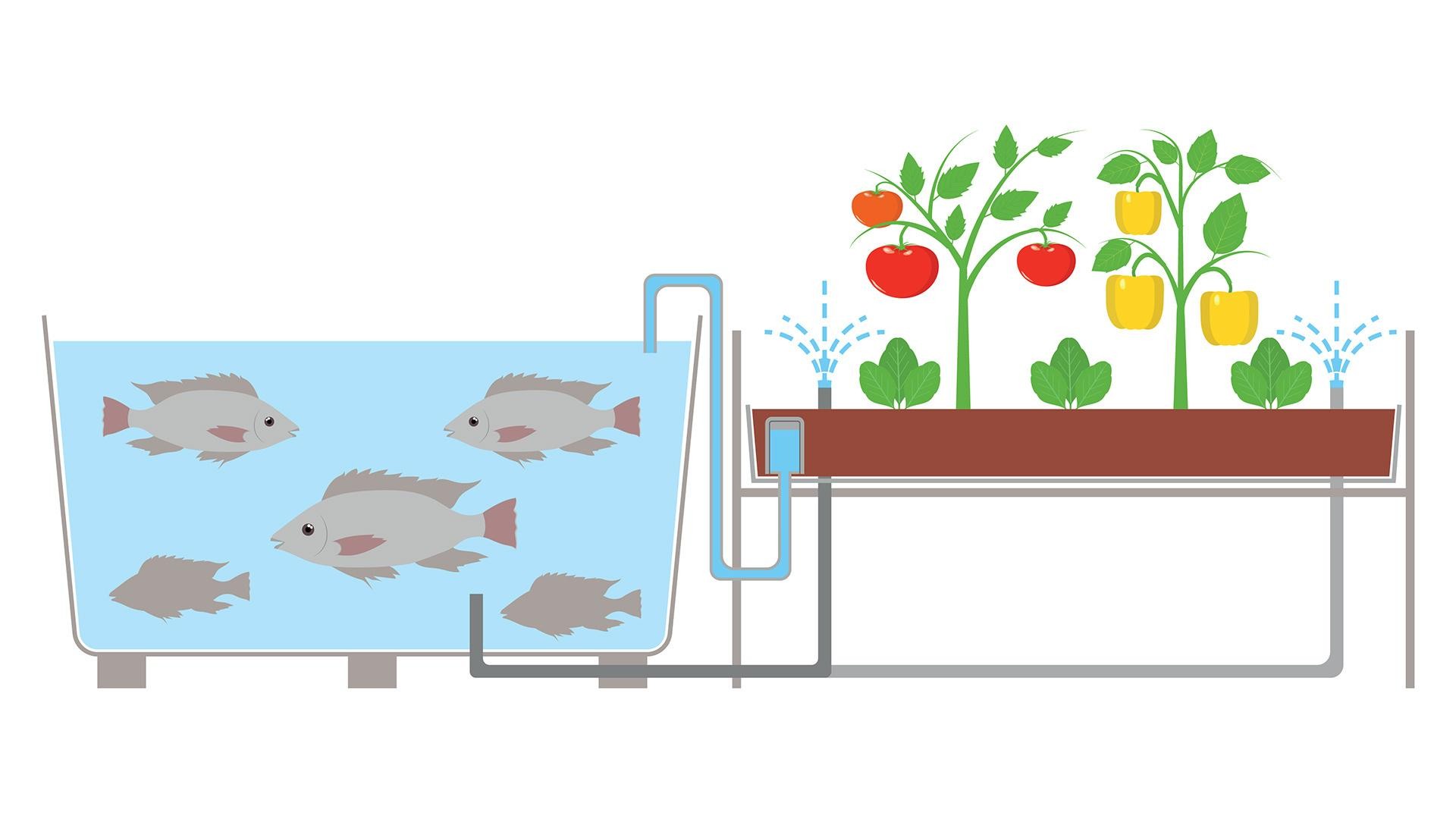 aquaponics infographic