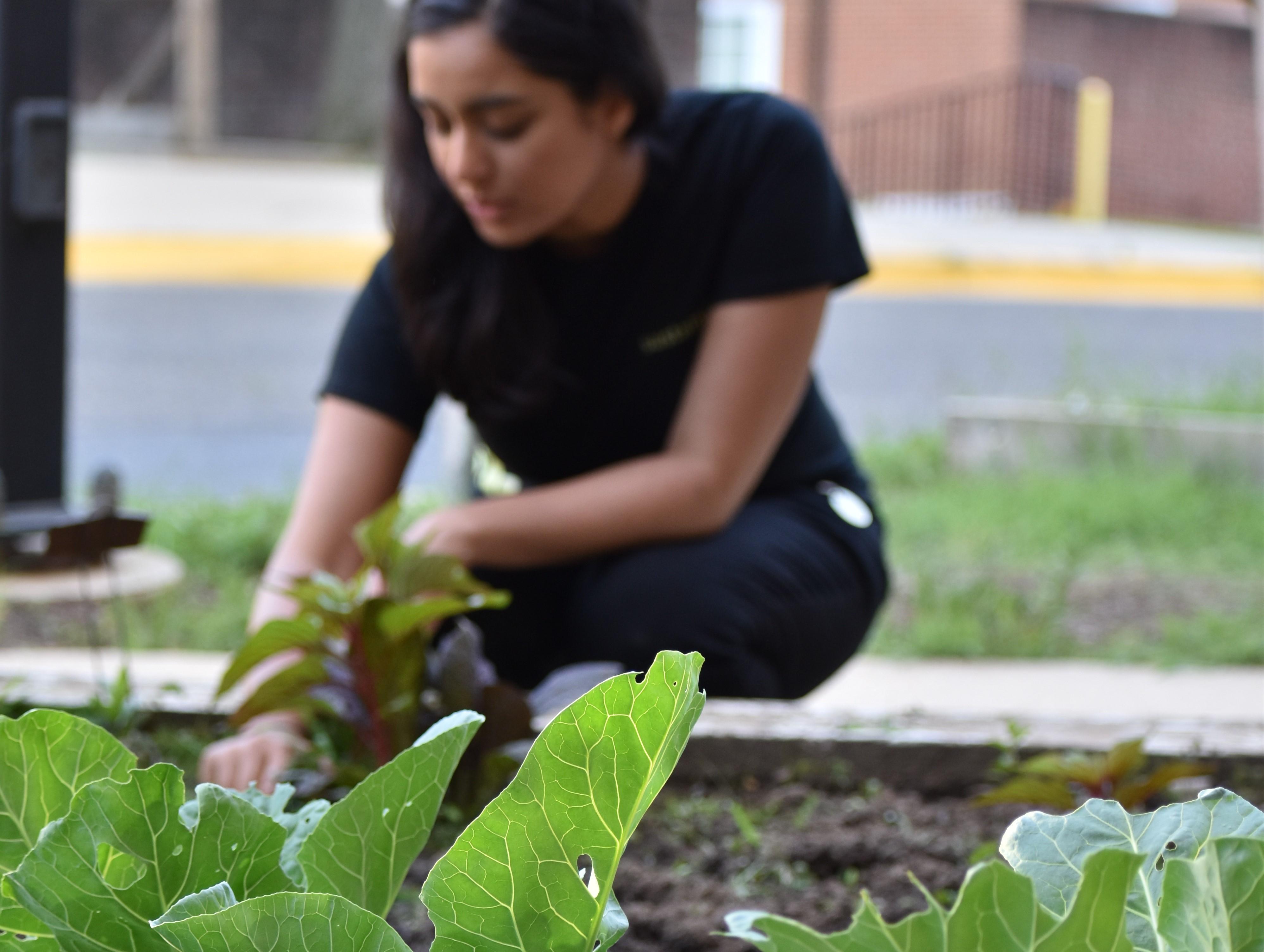 SustainableUMD employee working in St. Mary's Garden