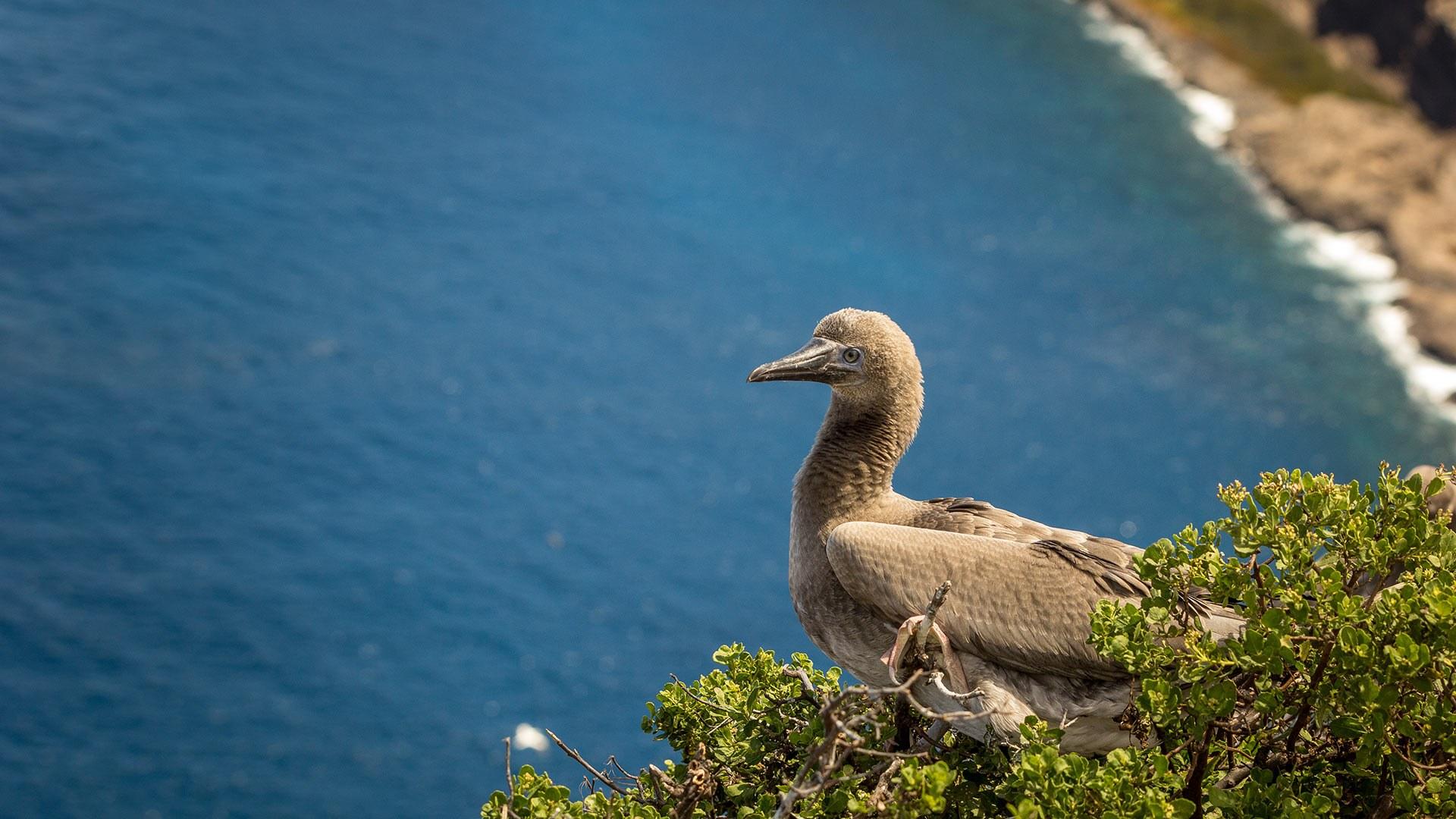 Bird on Island (photo courtesy of Island Conservation
