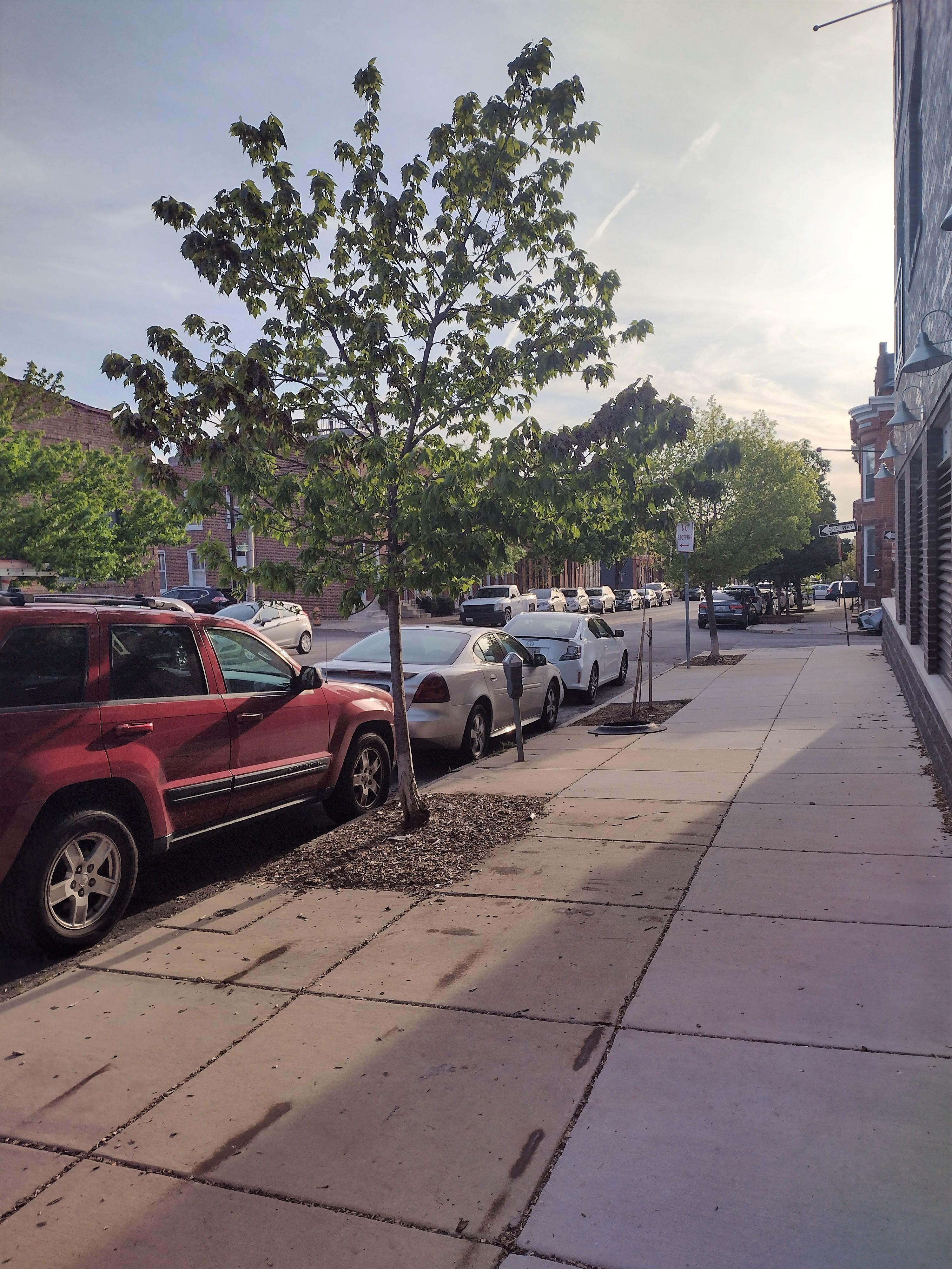 Street Planting (Photo by Meghan Avolio)