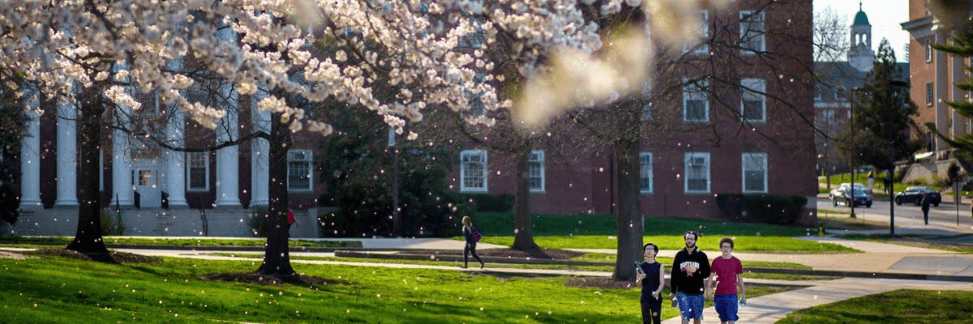 Students walking on campus with cherry blossoms