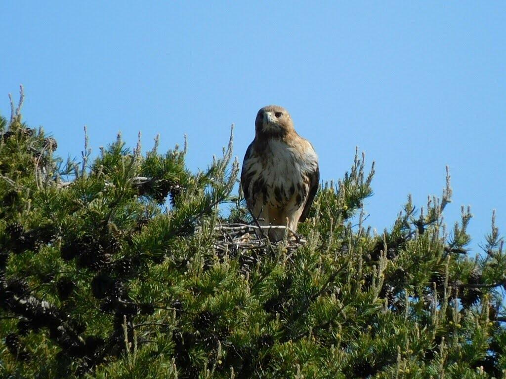 Red-tailed Hawk