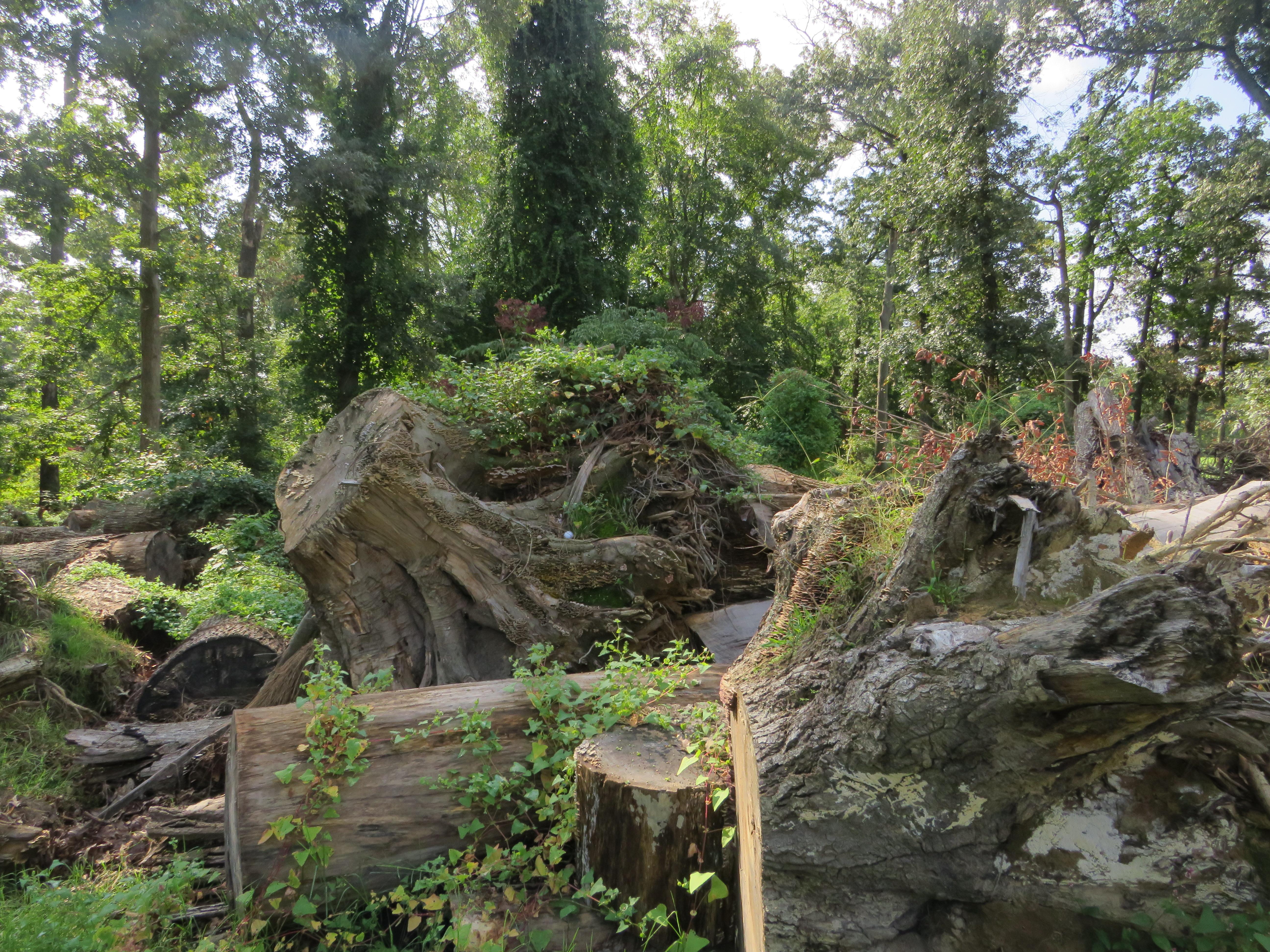 Fallen tree stumps stacked