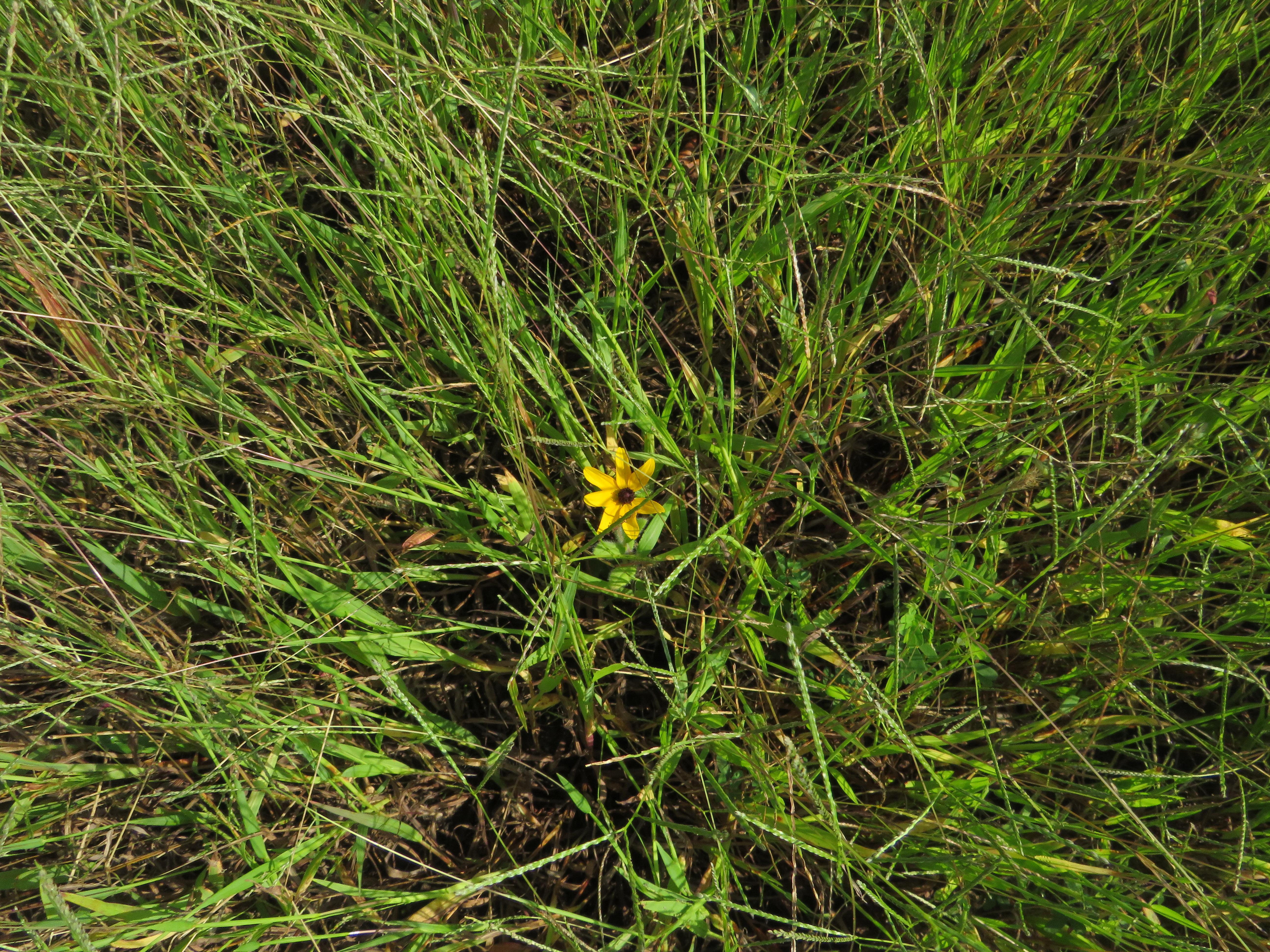 Small yellow flower surrounded by grass.