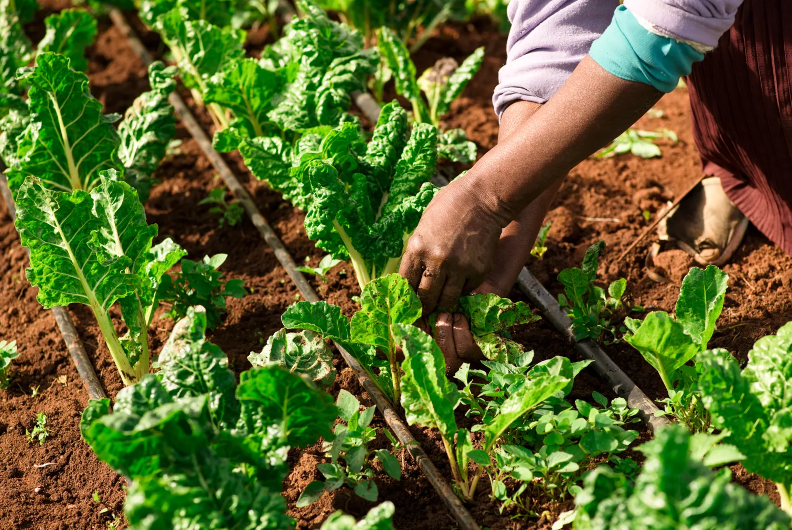 water-energy-food nexus