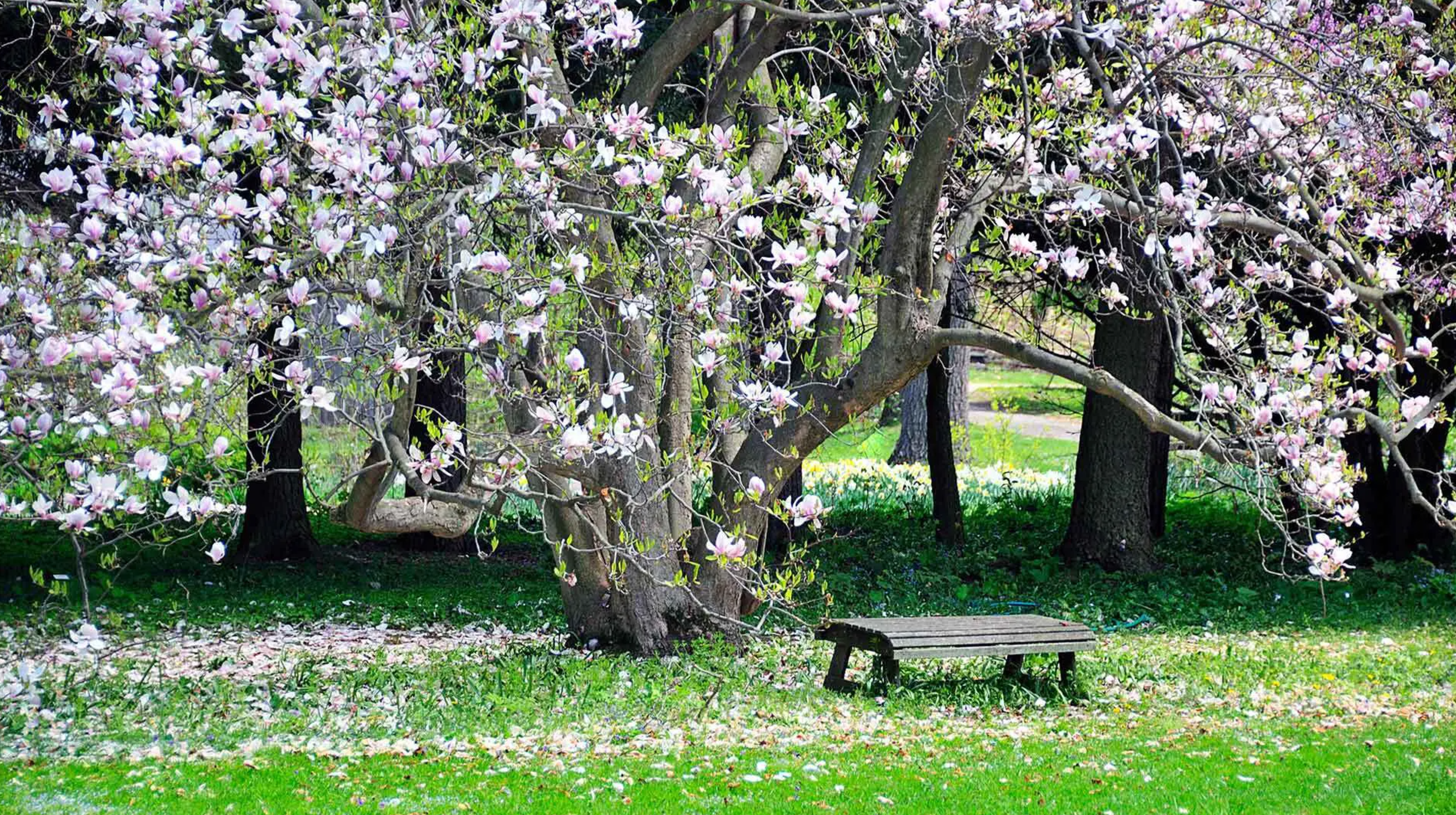 leaves and flower petals on ground around tree