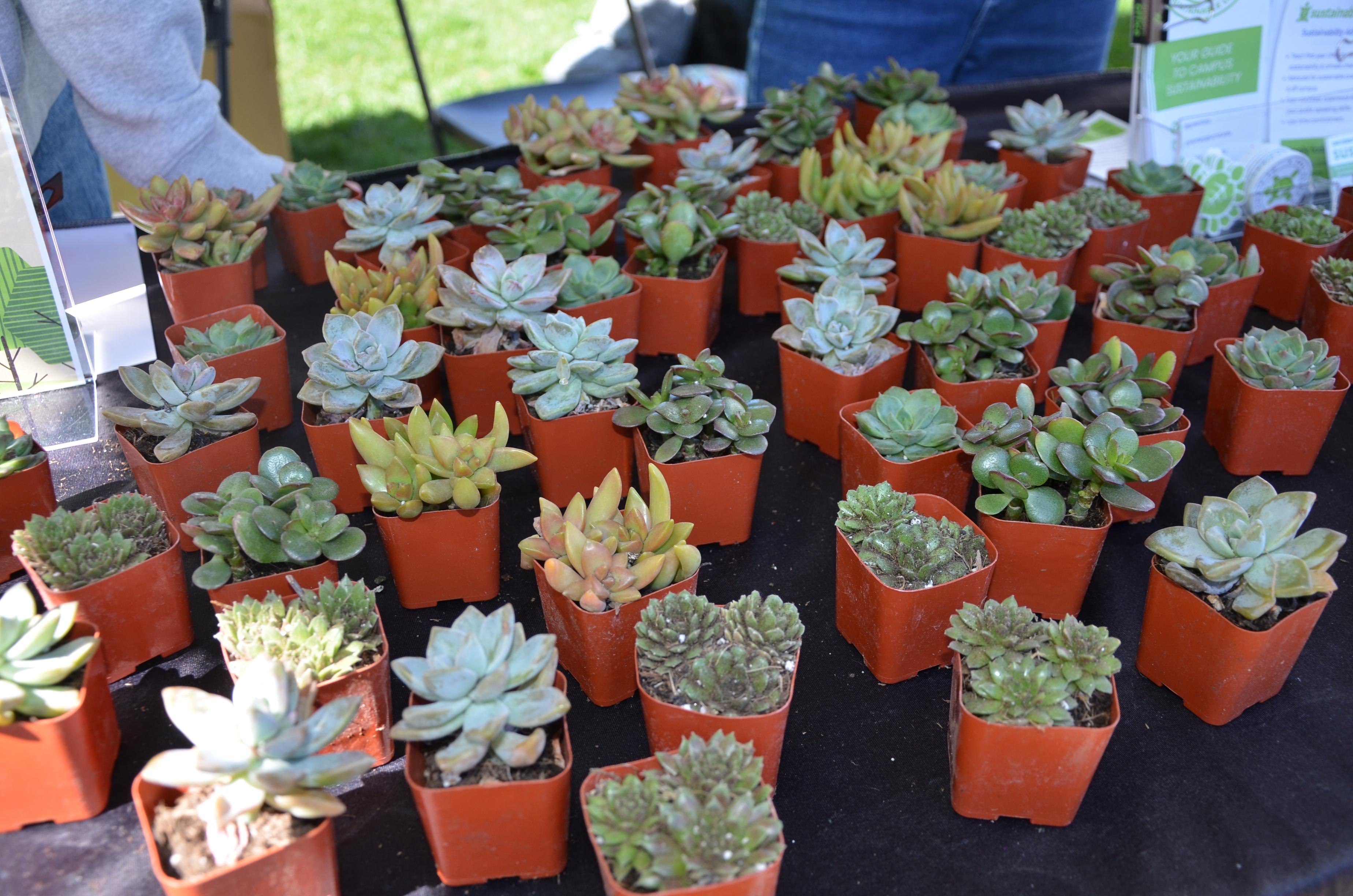 Succulents