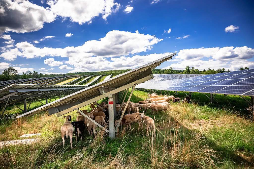 Livestock grazing beneath solar panels in a large field.