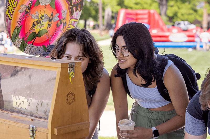 Students examining Bees