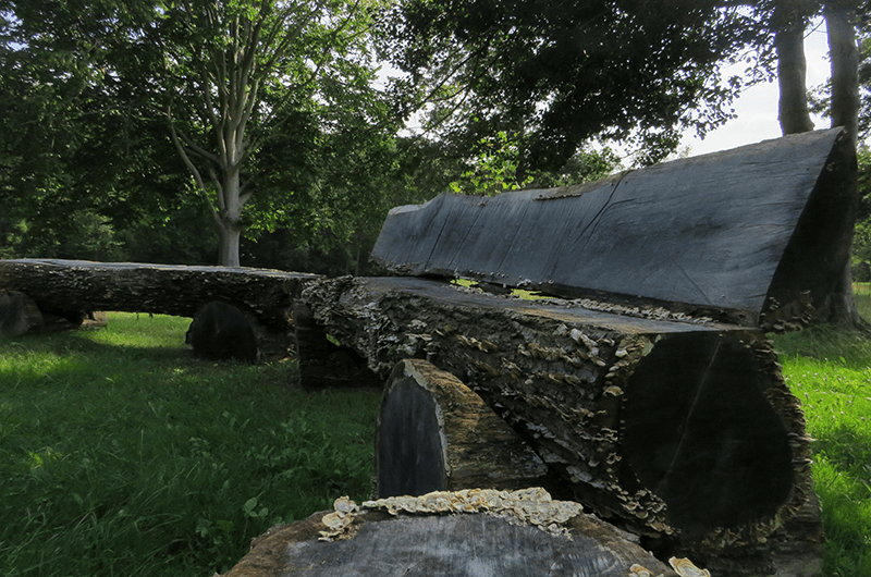 Natural Bench in Forest
