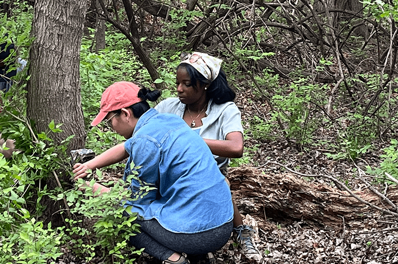 Students checking a Tree