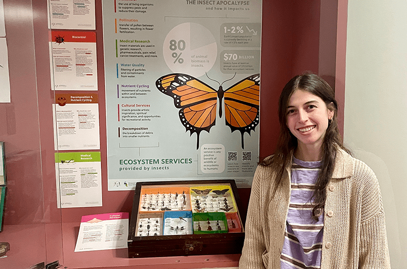 Student in front of insect showcase