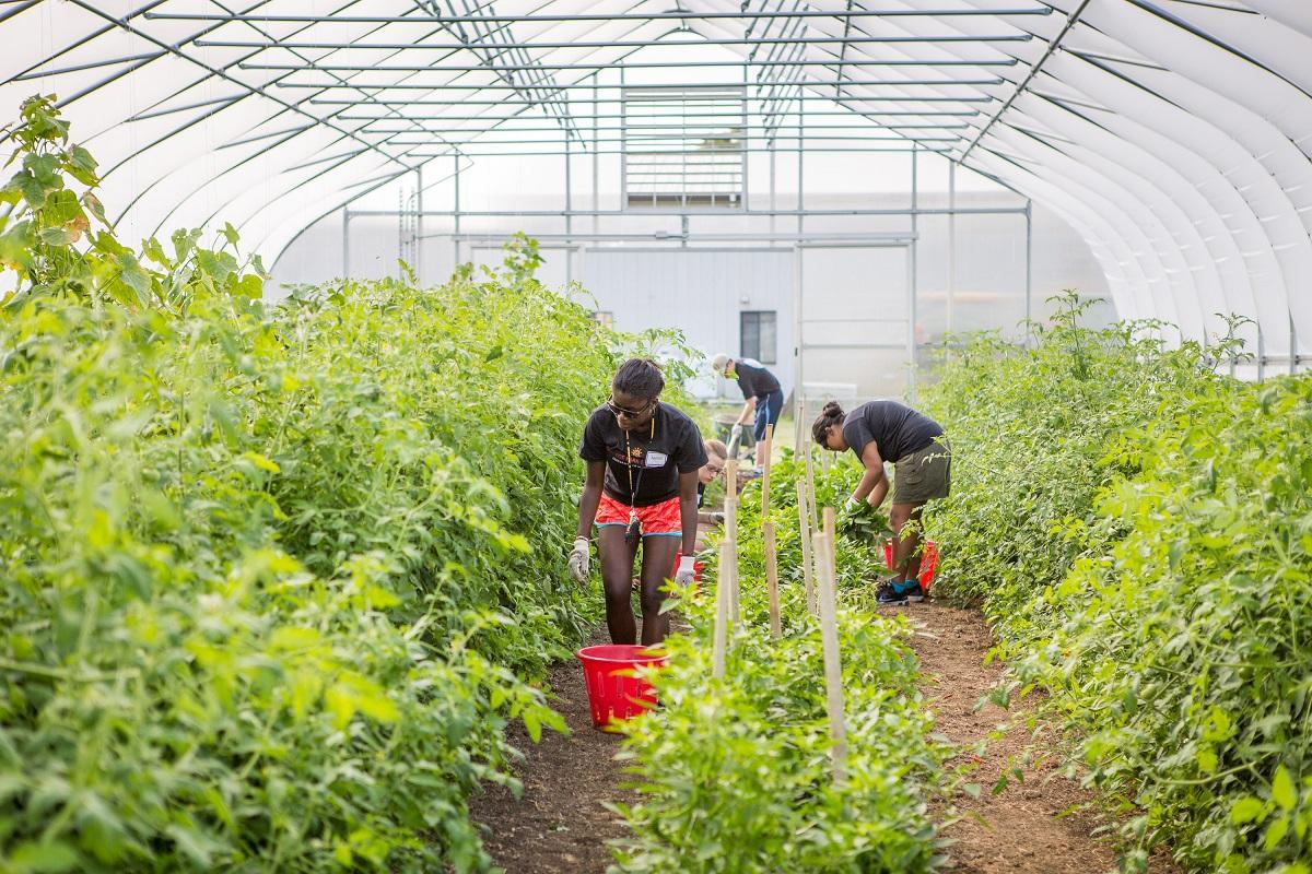 Students care for vegetables growing in a greenhouse at a UMD Facility.