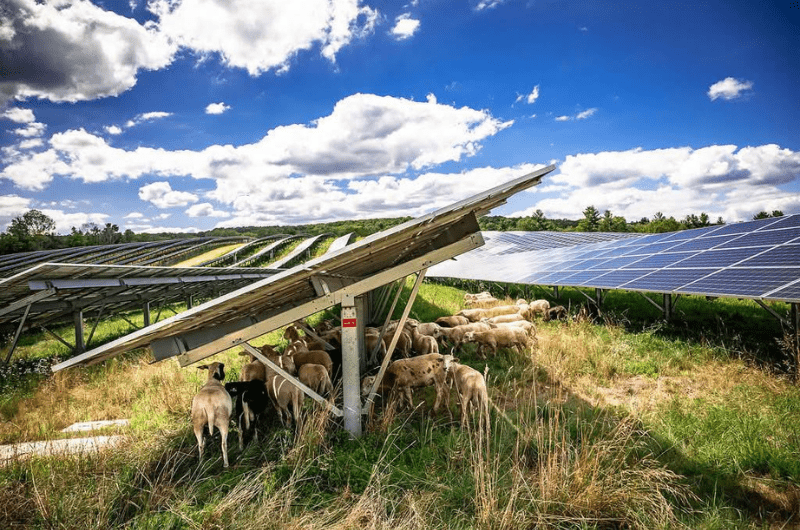 Blue sky day. Solar panels absorb sunrays as livestock graze on tall grasses under the solar panels