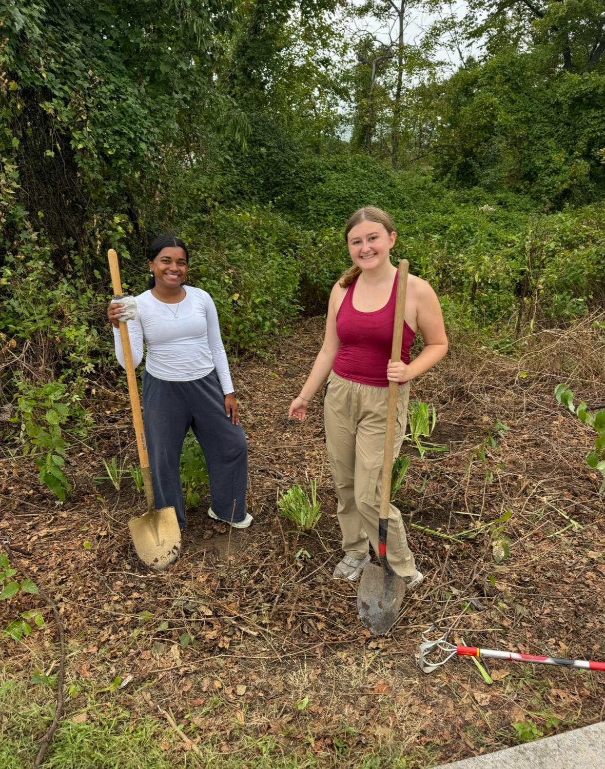 Students participate in invasive species removal.