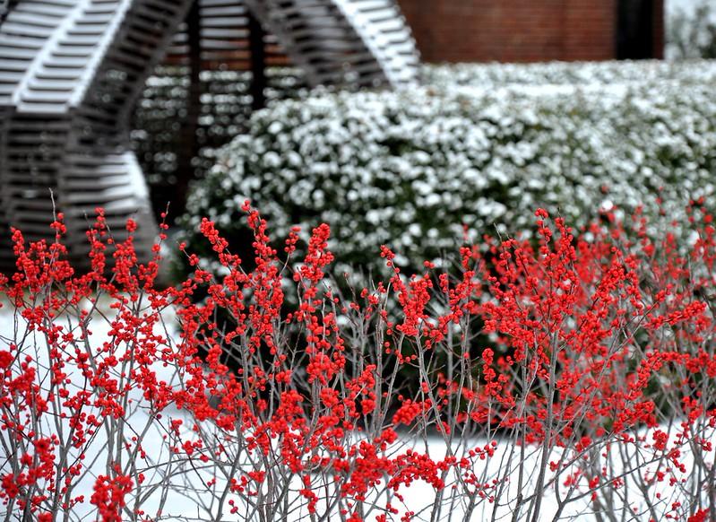 "Winter Red" Winterberry Holly Fruit on UMD's campus