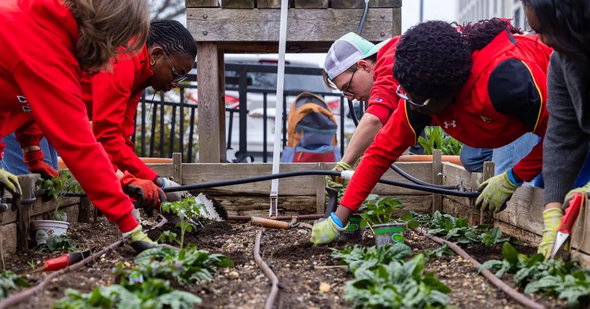 Students work in a garden.
