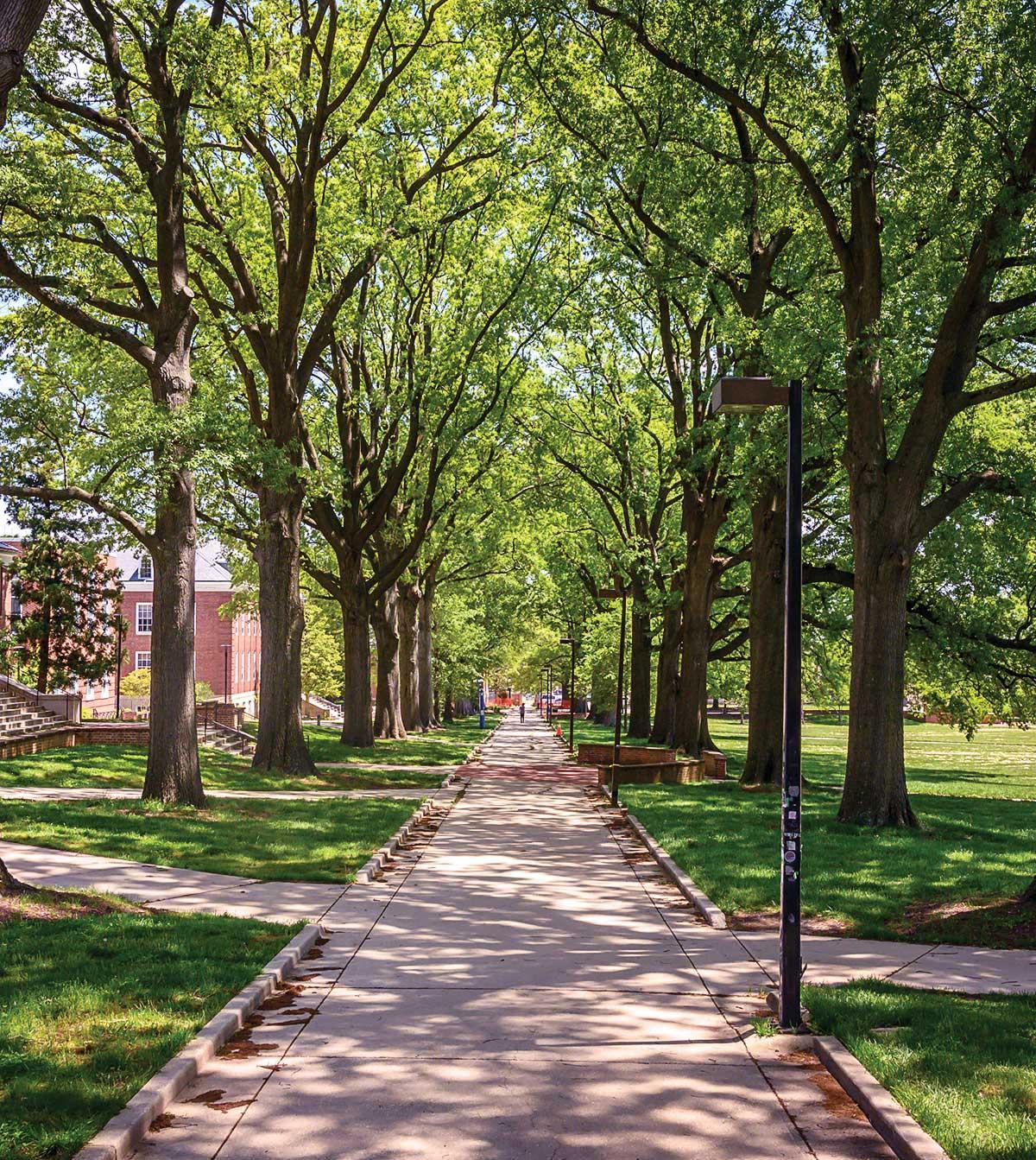Walkway under Willow Oaks on McKeldin Mall