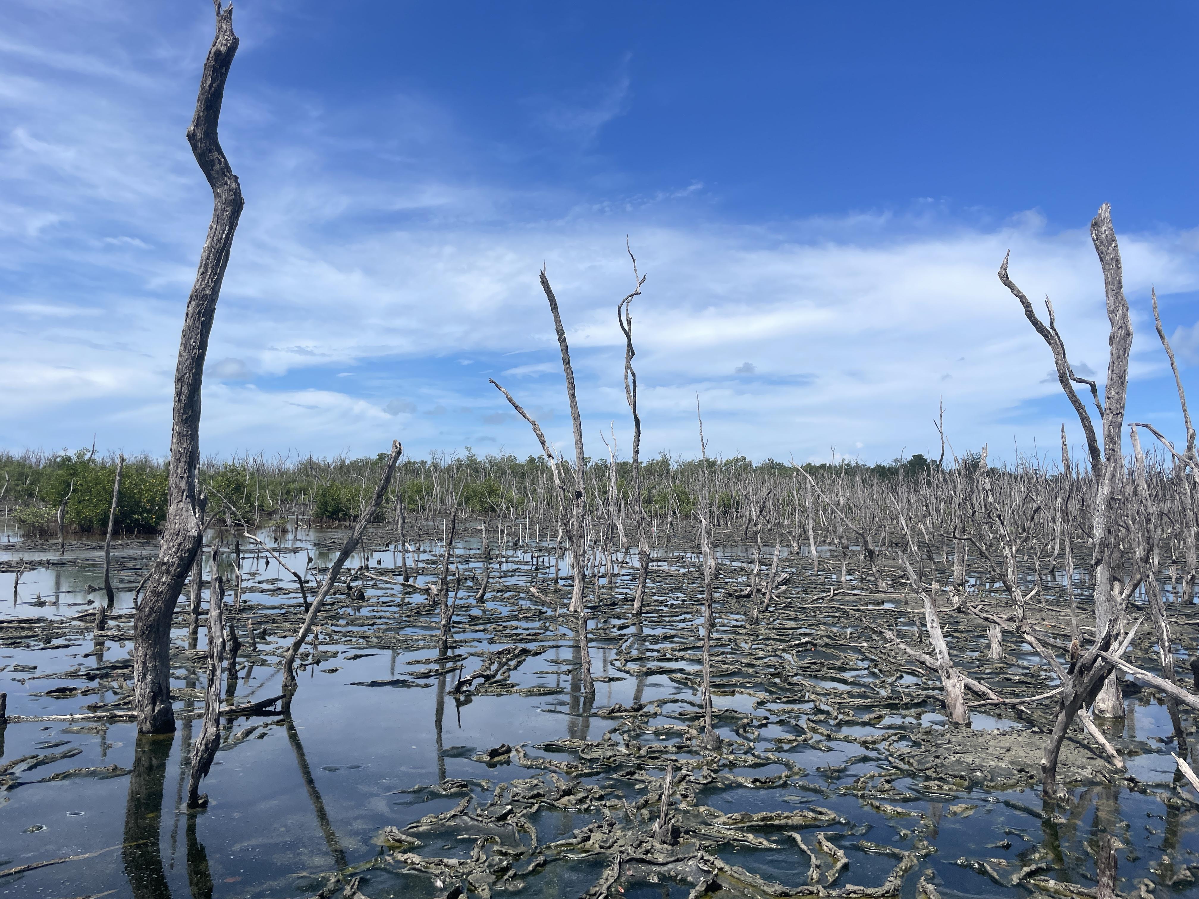 Mangrove Resiliency