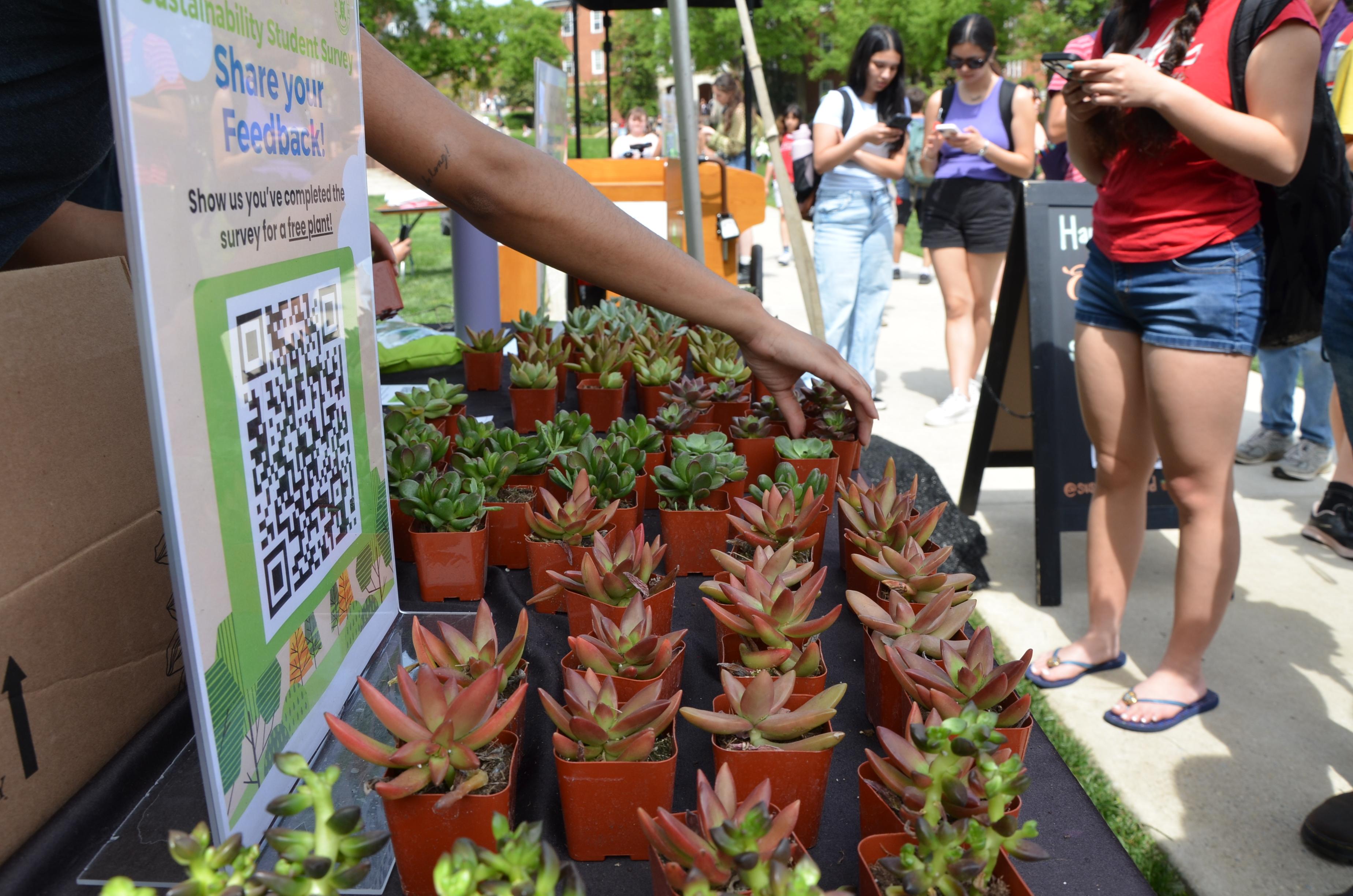 Succulents lined up on the Office of Sustainability table.