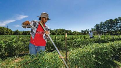 Farmer wearing a hat and red shirt cutting crops with a scythe in a lush field.