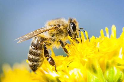 Honeybee collecting pollen from a bright yellow flower.