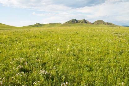 grassland