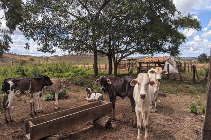 pastureland